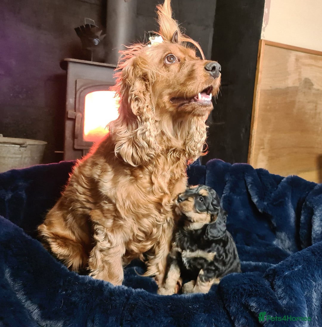 Cockapoo dogs for sale: Exceptional Cockapoo Puppies for Sale - Advert 1