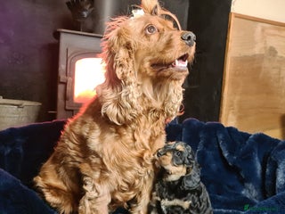 Cockapoo dogs Exceptional Cockapoo Puppies for Sale - Advert 2