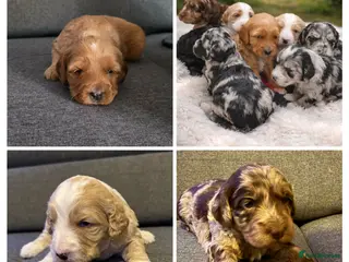 Australian Labradoodle dogs AUSTRALIAN LABRADOODLE - Advert 5