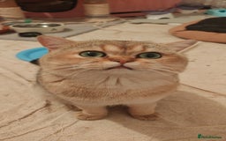 British Shorthair cats for sale: Pegidree adult loving British Shorthair for sake - Image 7