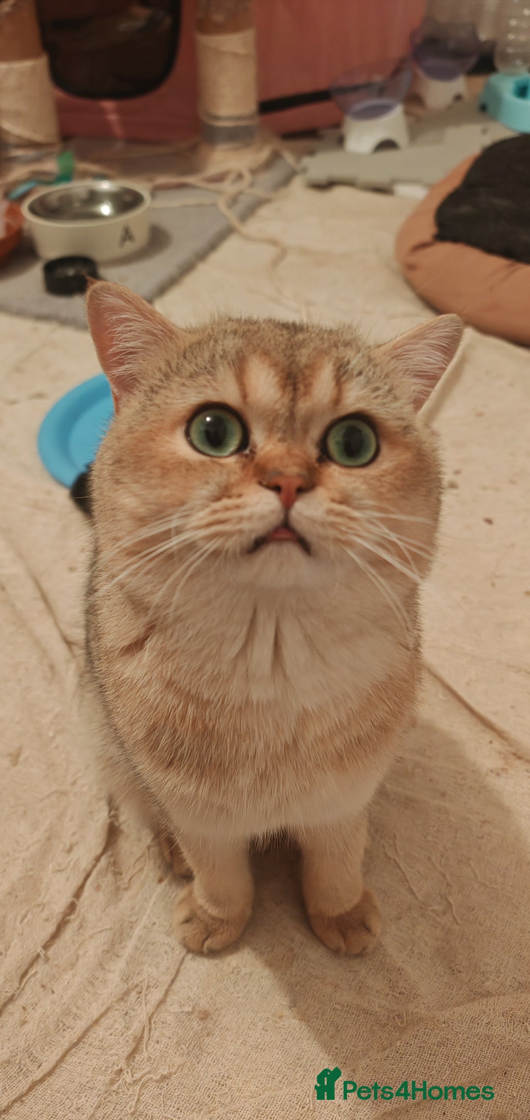 British Shorthair cats for sale: Pegidree adult loving British Shorthair for sake - Image 7