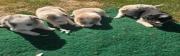 Border Collie dogs for sale: Beautiful Border Collies For Sale - Advert 7