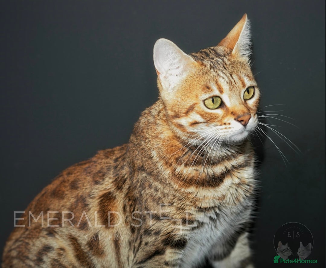 Bengal cats for sale: Pure Pedigree TICA Early Generation Bengal - Advert 13