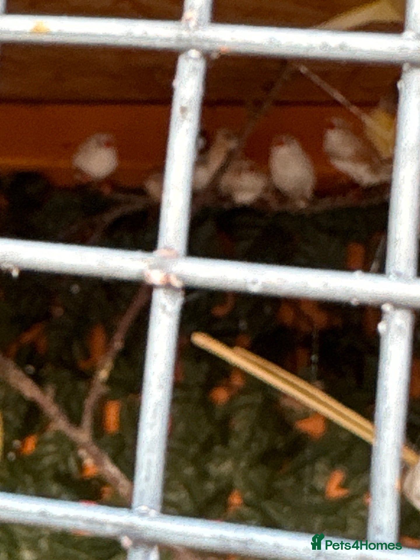 Finches birds Mixed zebra finches - Advert 1