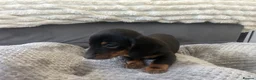 Miniature Dachshund dogs for sale: Miniature Daschund Pups for loving homes - Advert 8