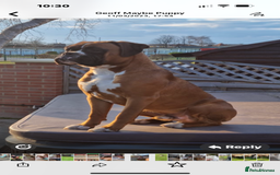 Boxer dogs for sale: Kc Boxer 1 Tailed Girl Left - Image 3