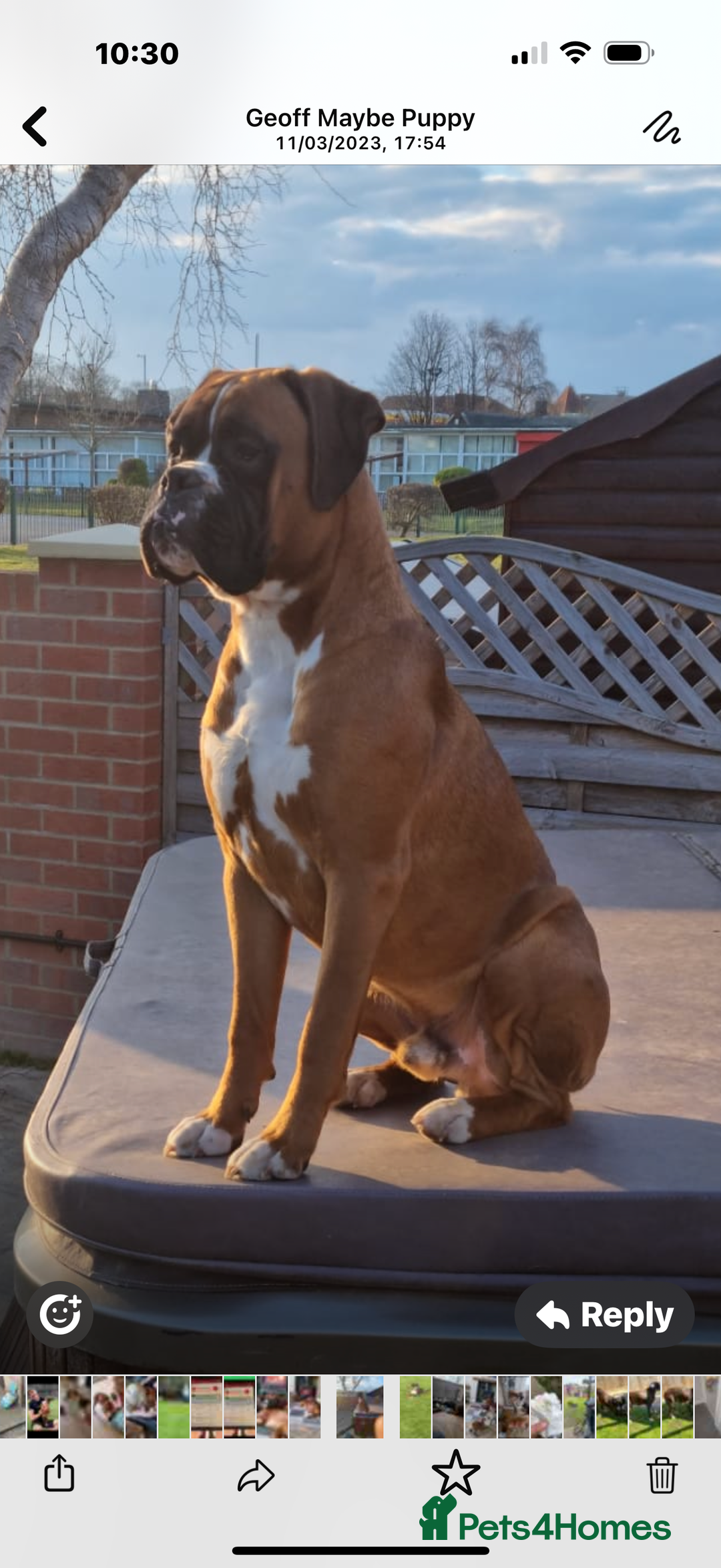 Boxer dogs for sale: Kc Boxer 1 Tailed Girl Left - Image 3