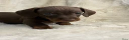 Miniature Dachshund dogs for sale: Beautiful dachshund puppies  - Advert 20