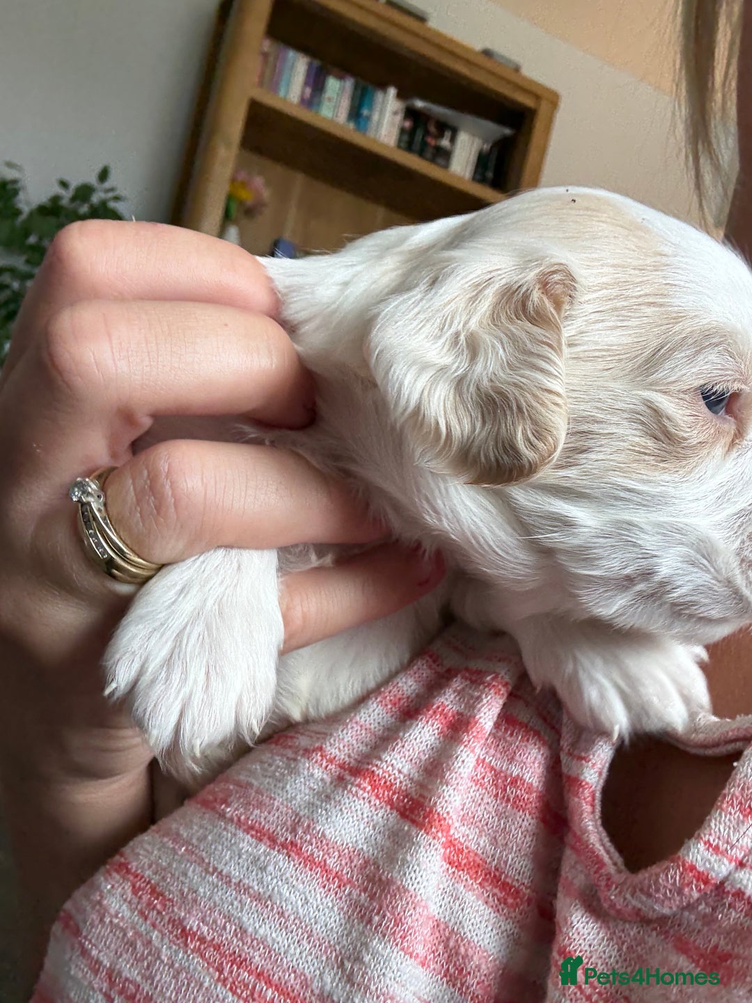 Mixed Breed dogs for sale: Cocker spaniel x chihuahua dalmation  - Image 6