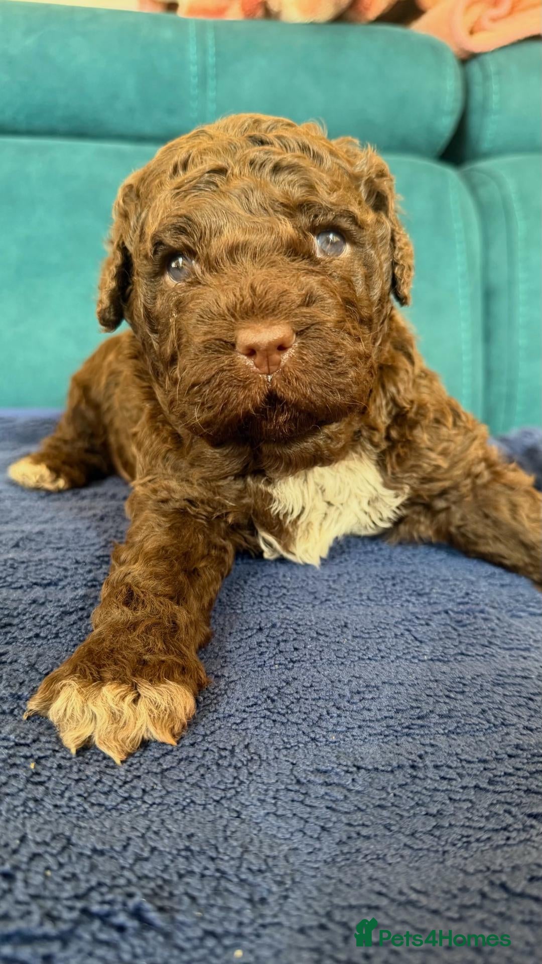 Lagotto Romagnolo dogs Lagotto Romangalo for sale KC reg.Italian parents  - Advert 3