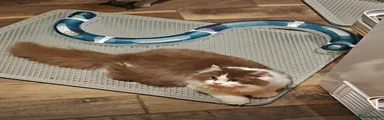 British Longhair 1