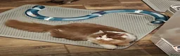 British Longhair cats for sale: Tica registered cinnamon bi colour  - Advert 7