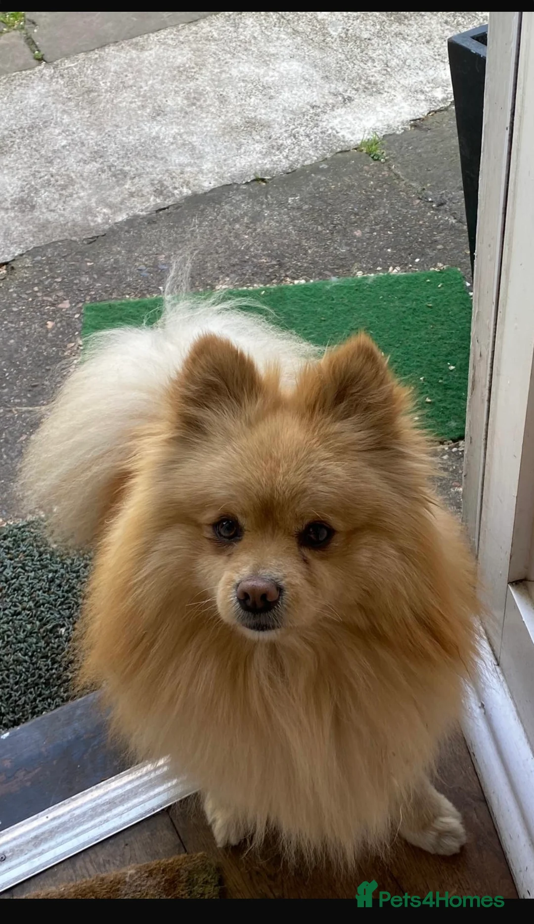 Pomeranian dogs for stud: Purebred Pomeranian for studding - Advert 1