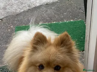 Pomeranian dogs Purebred Pomeranian for studding - Advert 10