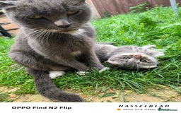 Scottish Fold cats for sale: Scottish fold kittens - Image 14