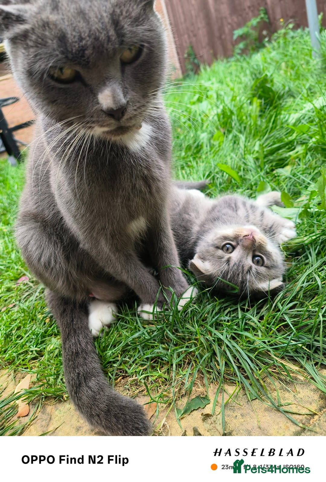 Scottish Fold cats for sale: Scottish fold kittens - Image 14