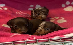 Miniature Dachshund dogs for sale: 3  kc registered miniature dachshund puppies  - Image 10