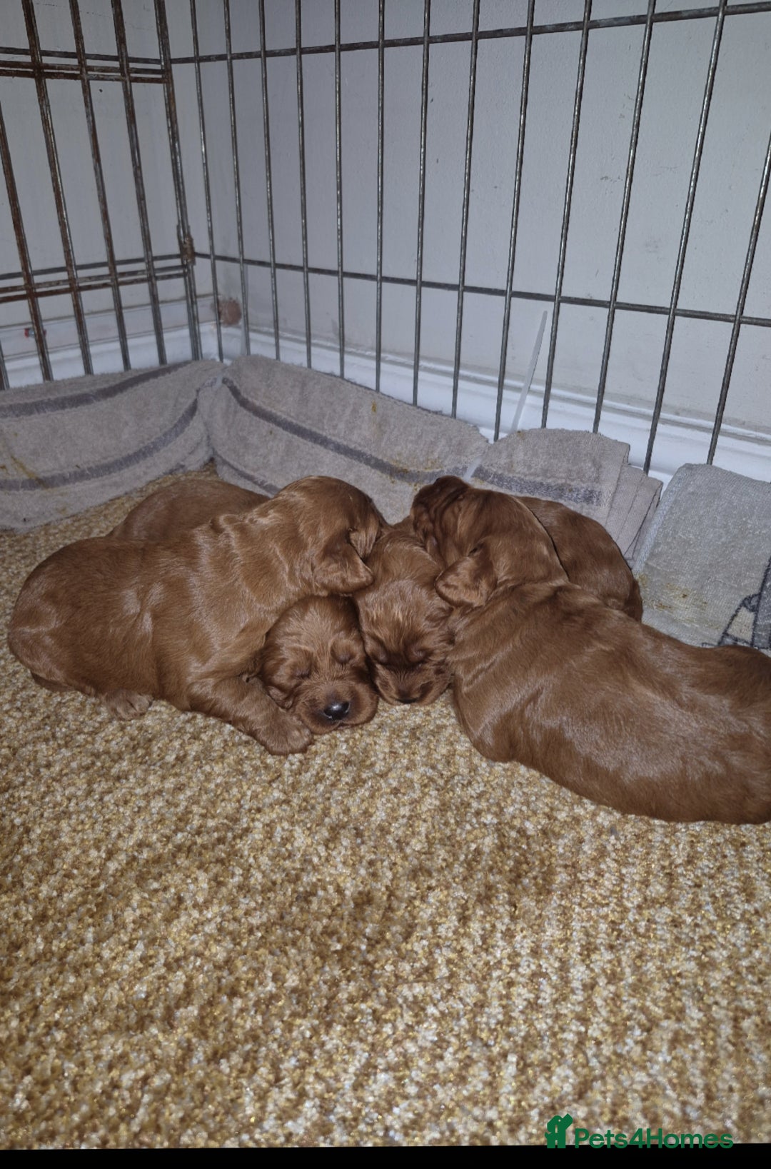 Cockapoo dogs for sale: Adorable fox red f1 toy cockapoo puppies - Advert 10