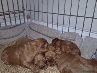 Cockapoo dogs Adorable fox red f1 miniature cockapoo puppies - Advert 5
