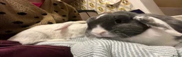 Mixed Breed rabbits for sale: Bonded maleAnd female Pair in North Shields - Advert 5