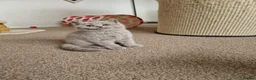 British Shorthair cats for sale: Beautiful British Shorthair Kittens 😻 - Advert 22
