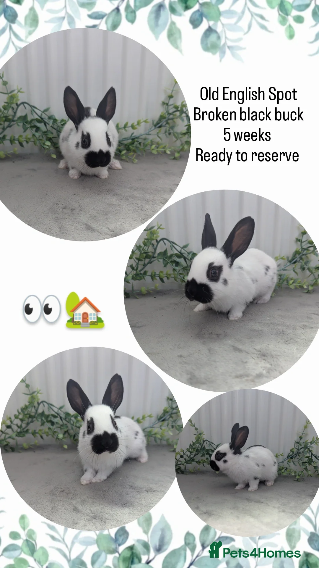 English Spot rabbits for sale: Old English Spot babies ready to leave  in Matlock - Image 2