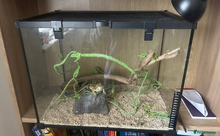 Bearded Dragon reptiles - Advert 2