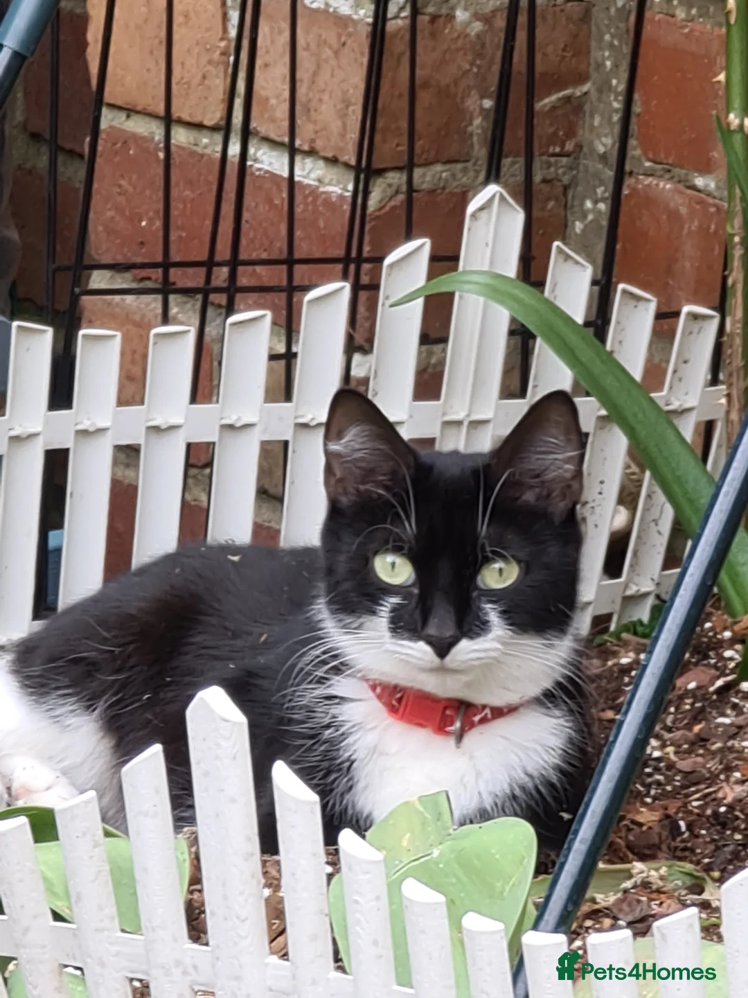 Mixed Breed cats for sale: Mixed bread - Advert 1