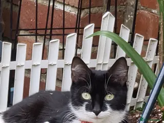 Mixed Breed cats Mixed bread - Advert 2