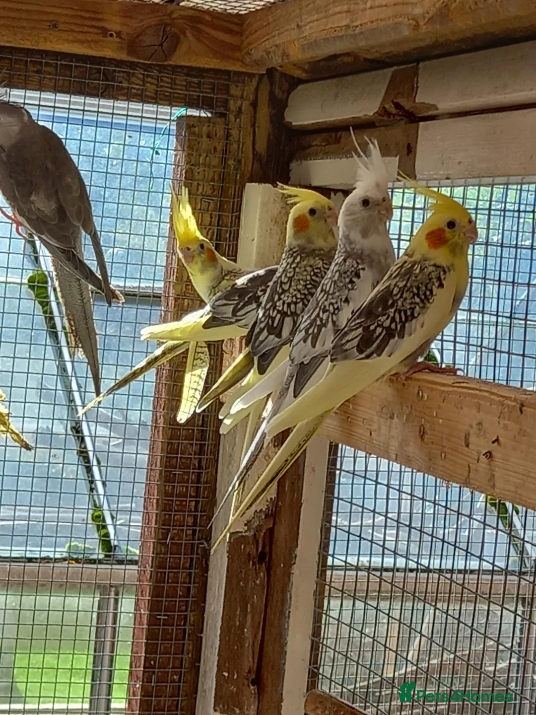Cockatiels birds for sale: Cockatiels for sale £80 each - Advert 4