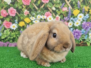 Mini Lop rabbits Baby girl mini plush lop Last left!! - Advert 7