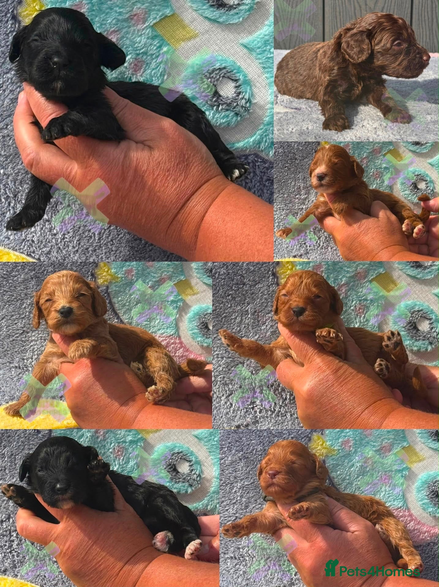 Cockapoo dogs F1 mini Cockapoo’s 30 dna health tested clear  - Advert 1