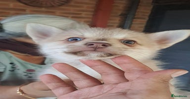 Pomsky dogs - Advert 7