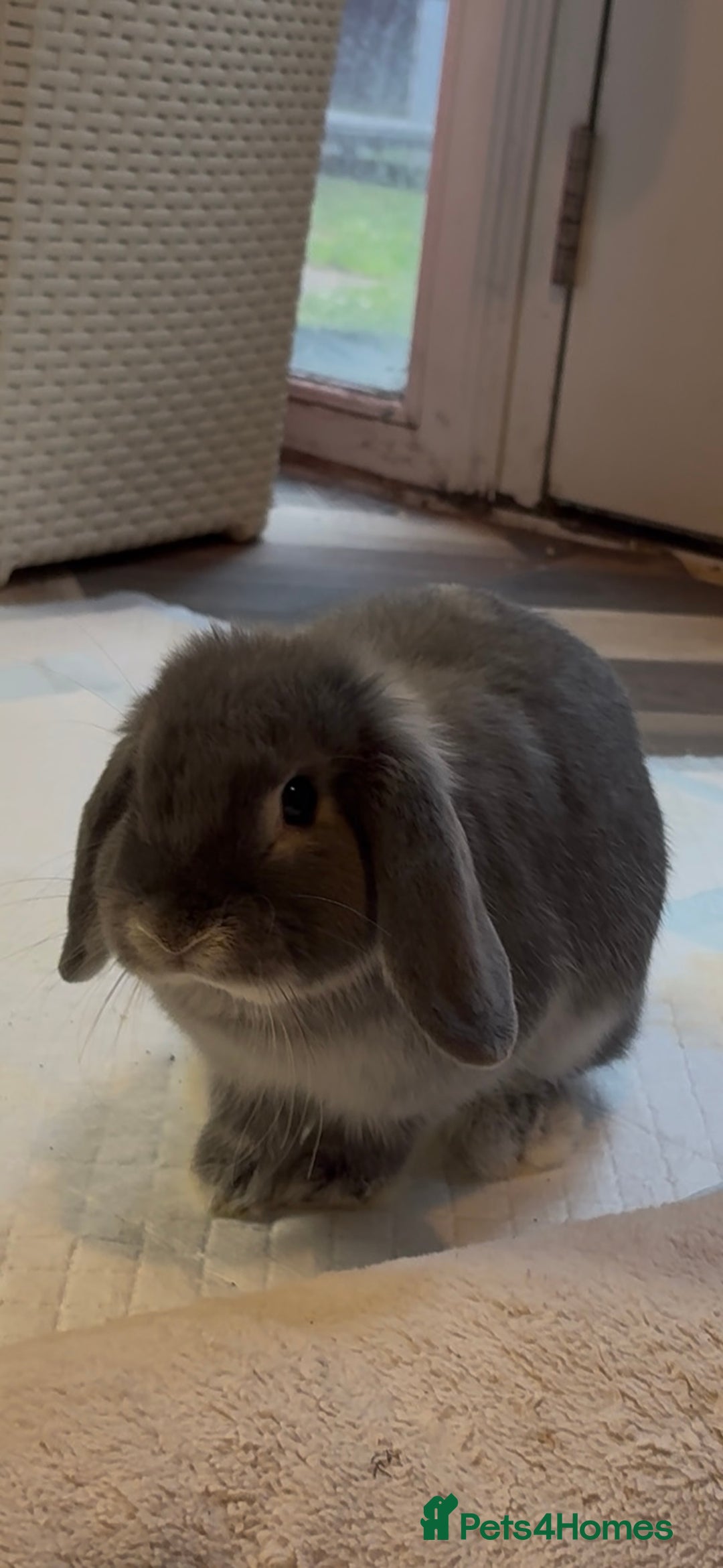 Mini Lop rabbits for sale: Mini lop female  - Image 7