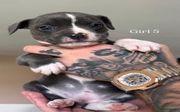 Mixed Breed dogs for sale: 11 gorgeous Staffy x Frenchie pups🤍 - Image 8