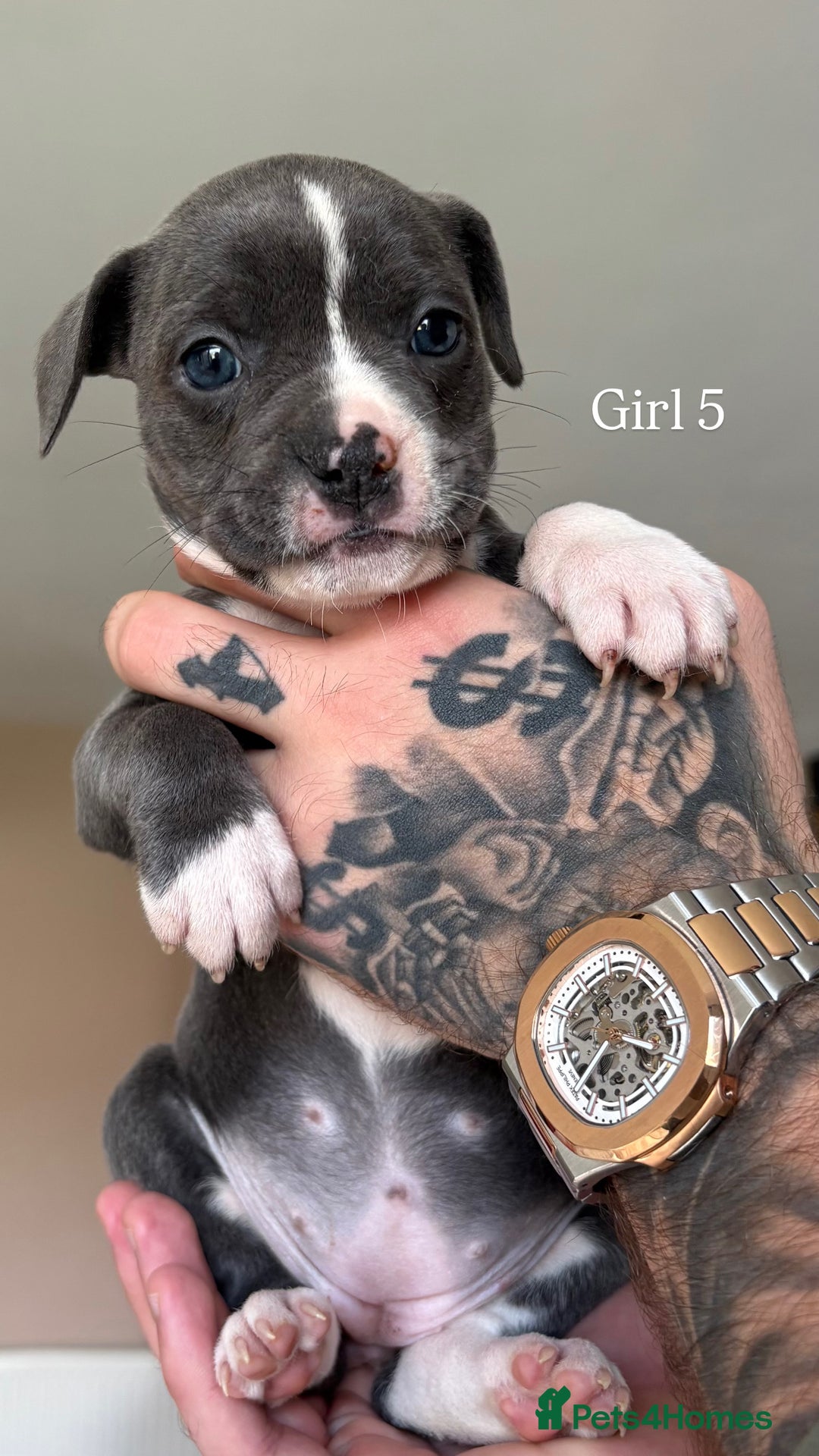 Mixed Breed dogs for sale: 11 gorgeous Staffy x Frenchie pups🤍 - Image 8