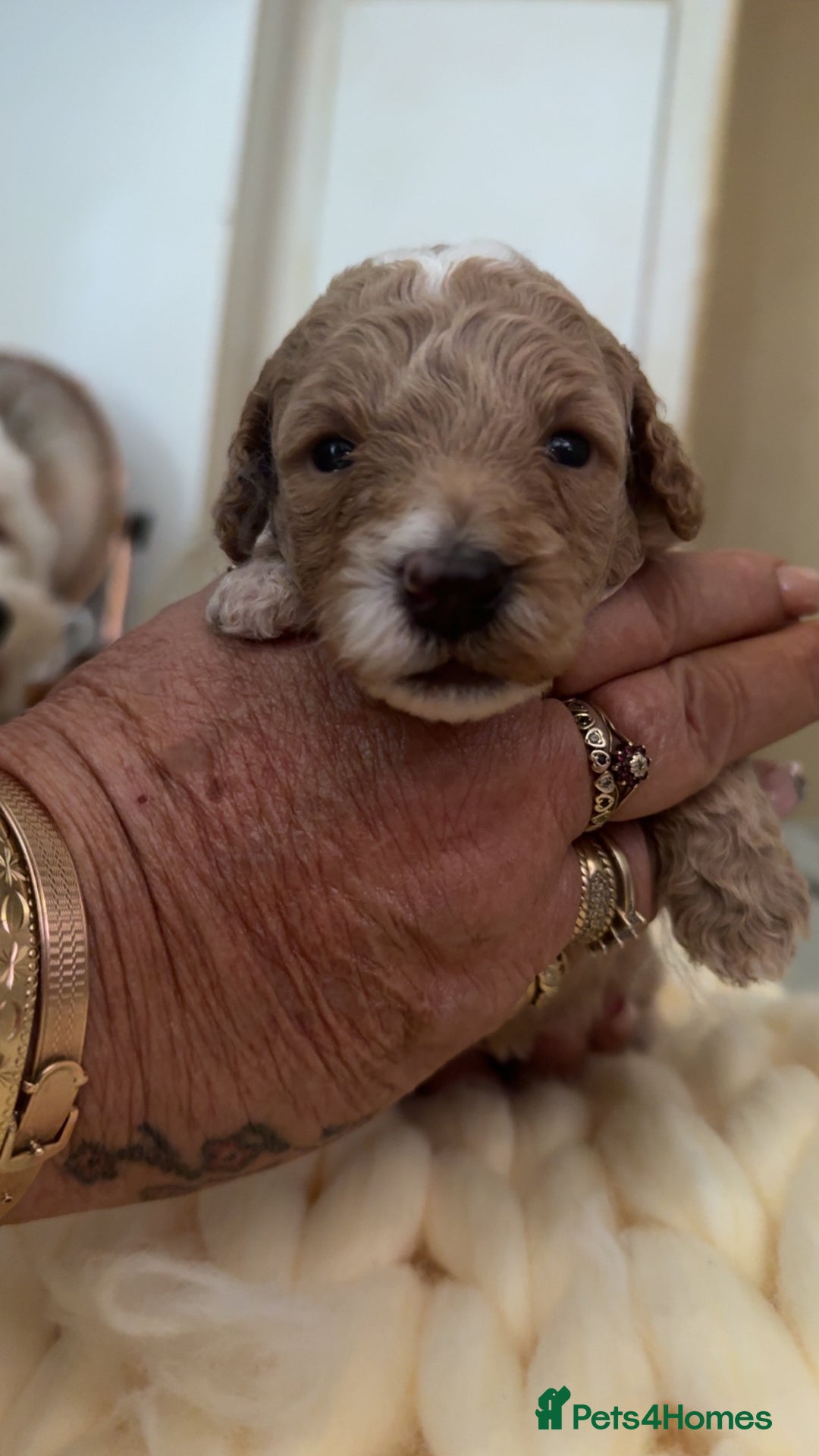 Toy Poodle dogs for sale: Toy poodles for sale  - Image 10