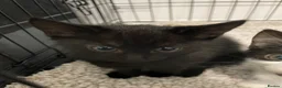 Mixed Breed cats for sale: Beautiful Kittens  - Advert 12