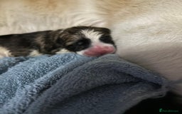 Akita dogs for sale: American akita Female bitches  - Image 25