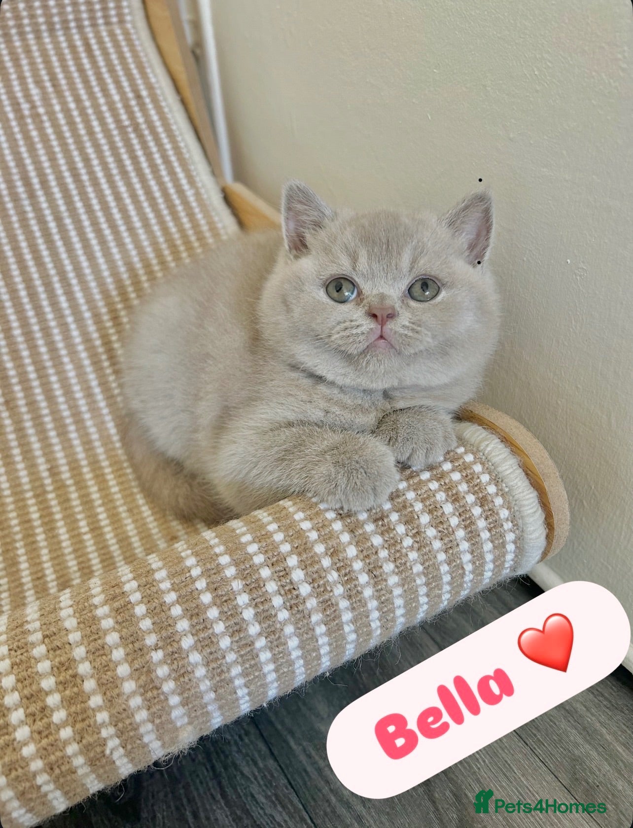 British Shorthair cats TICA Registered British Shorthair Kittens for Sale - Advert 1