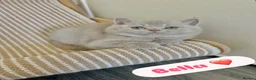 British Shorthair cats for sale: TICA Registered British Shorthair Kittens for Sale - Advert 1