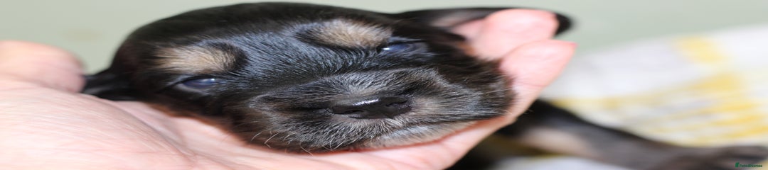 Cockapoo "Wyn" Black boy with tan feet