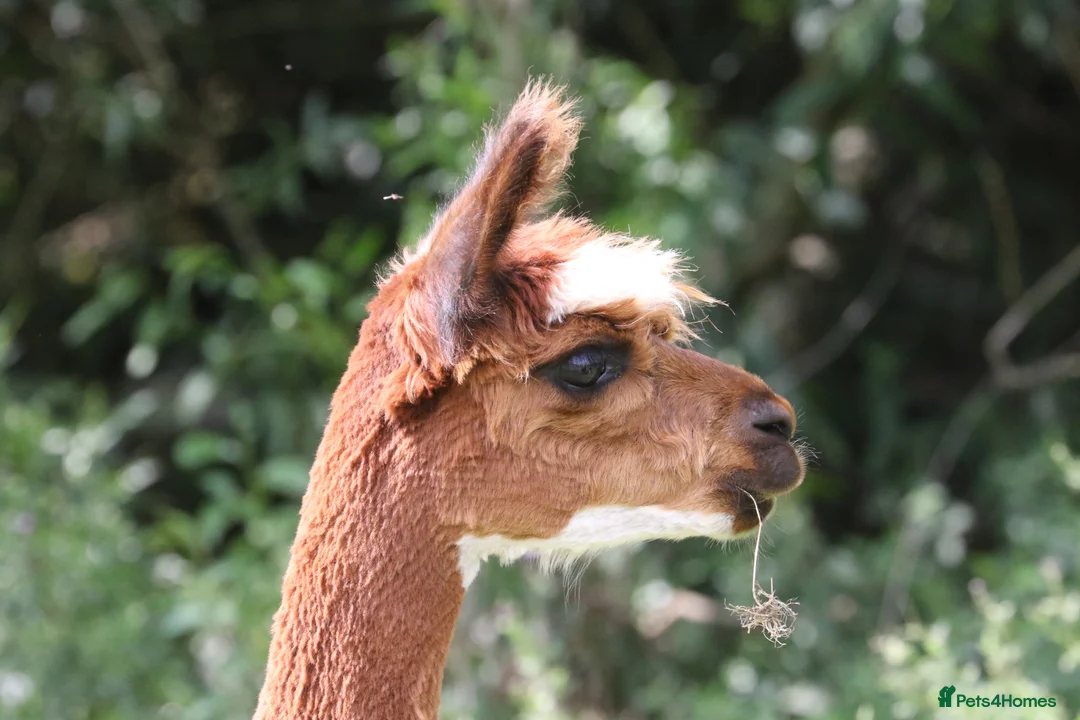 Alpaca livestock for sale: Attractive alpaca mated last year to quality sire - Advert 1