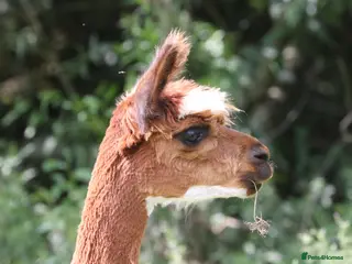 Alpaca livestock Attractive alpaca mated last year to quality sire - Advert 1