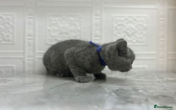 Russian Blue cats for sale: Russian Blu/British Blu - Image 16