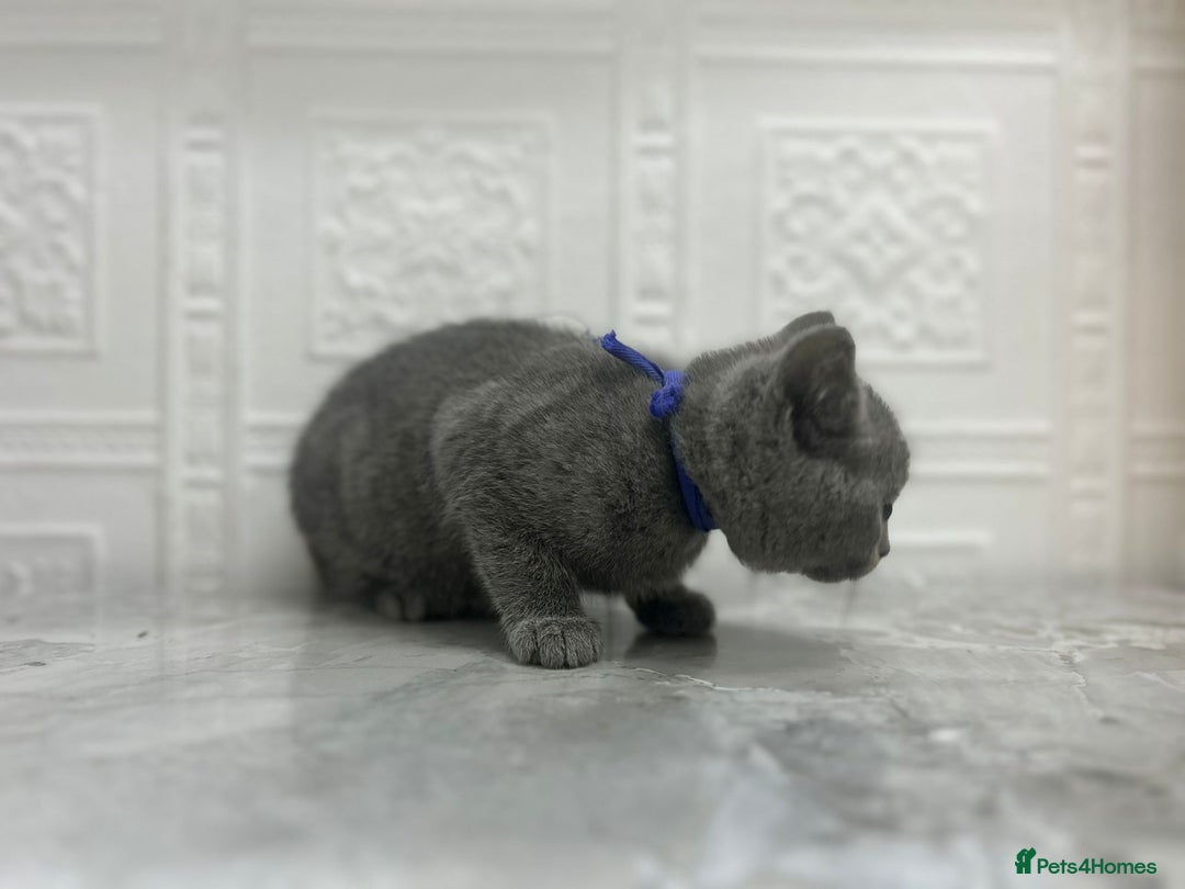 Russian Blue cats for sale: Russian Blu/British Blu - Image 16