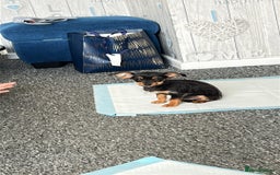 Chihuahua dogs for sale: 18 week puppie Chihuahua  - Image 2