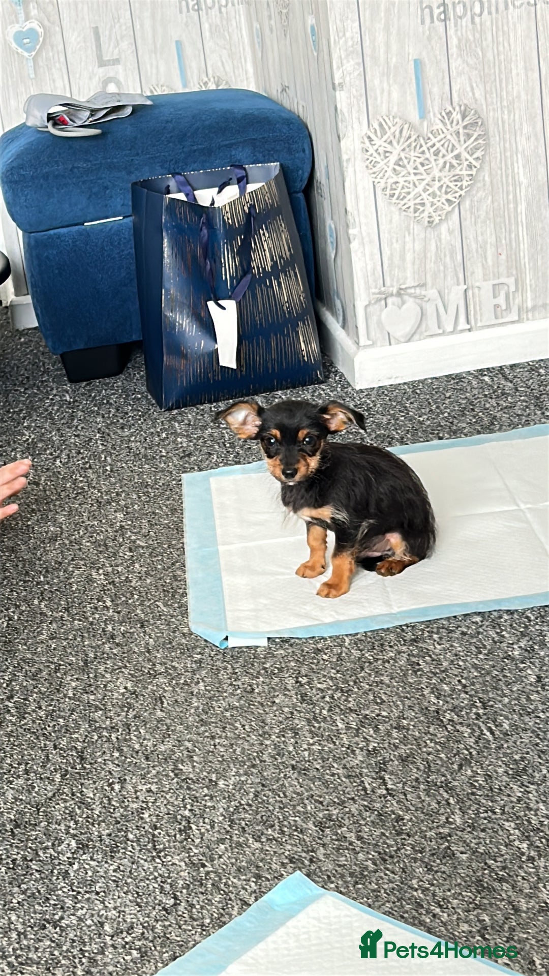 Chihuahua dogs for sale: 18 week puppie Chihuahua  - Image 2