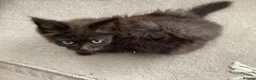 Mixed Breed cats for sale: Beautiful British longhair x Maine coon x kitten  - Advert 5