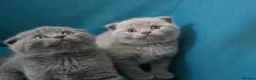 Scottish Fold cats for sale: 3 lovely Scotish Fold kittens  - Advert 7